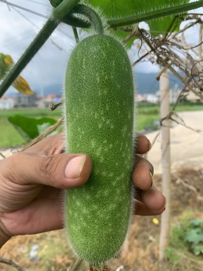 诚信经营精品毛节瓜一手货源，产地直销，品质保证，