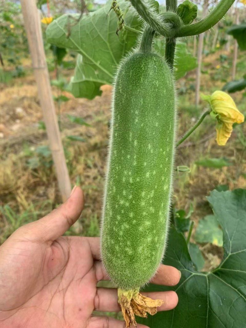 诚信经营精品毛节瓜一手货源，产地直销，品质保证，