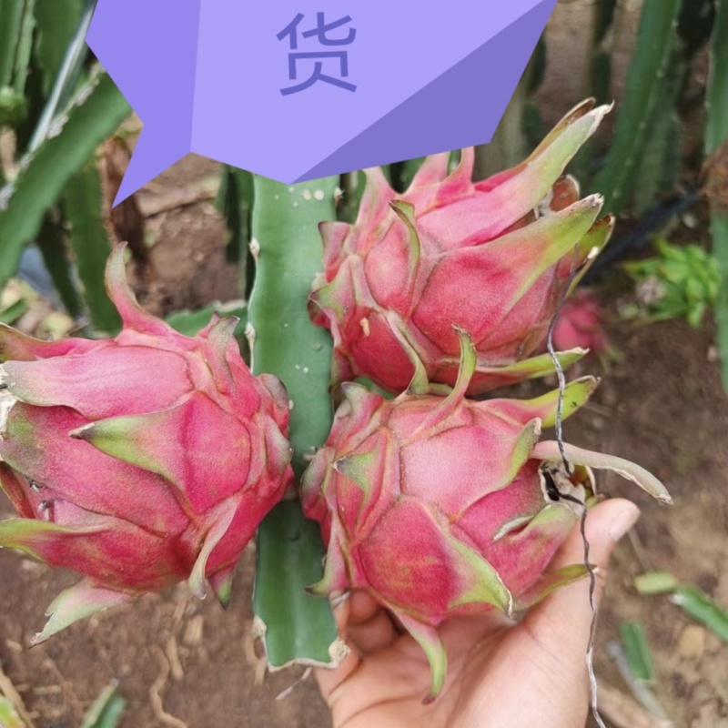 火龙果红心火龙果大量上市代收代发