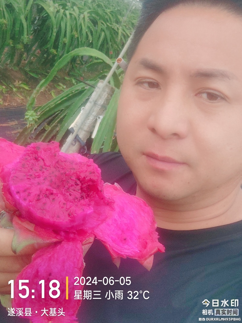 火龙果红心火龙果大量上市代收代发