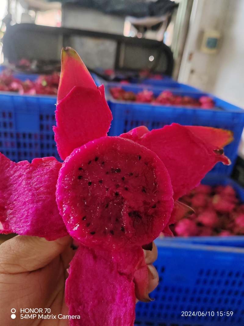 火龙果红心火龙果大量上市代收代发