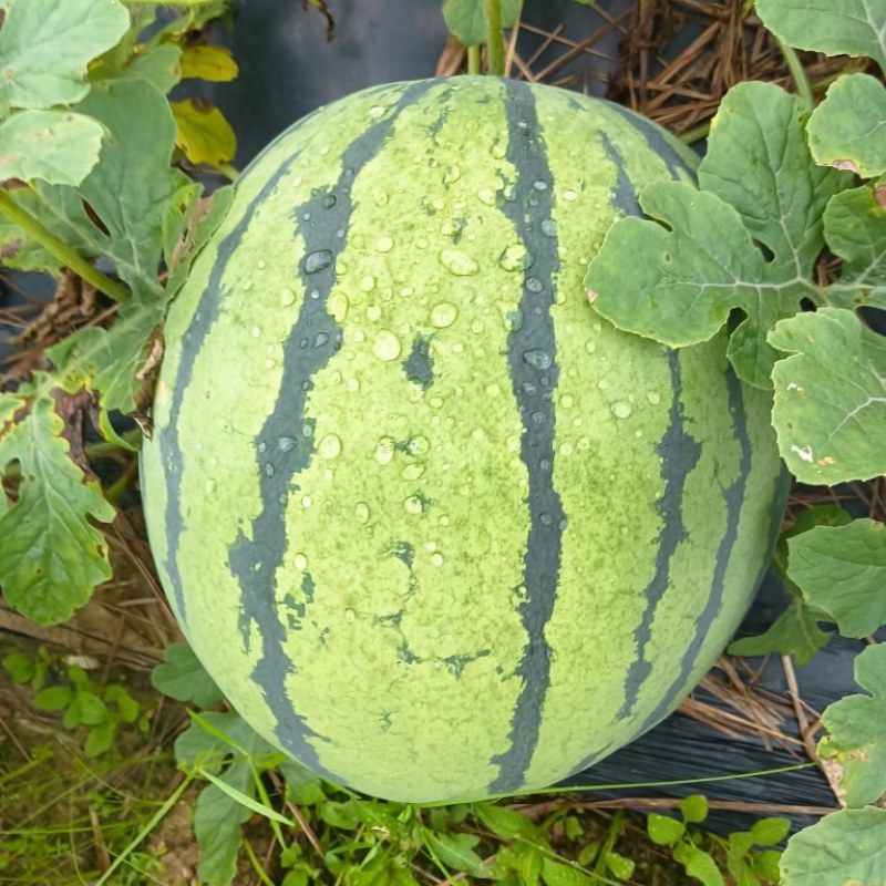 西瓜