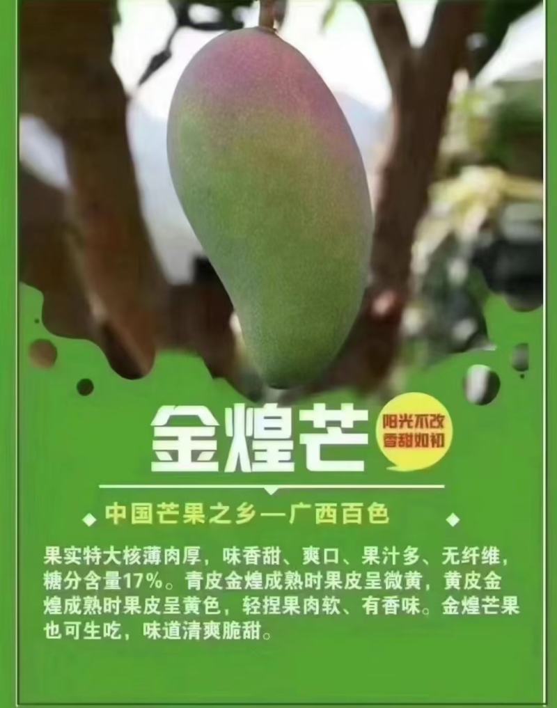 【包邮】金煌芒金煌芒小果价格实惠10斤装小果100元3件