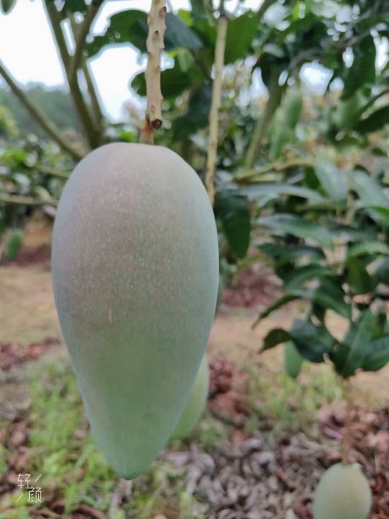 【包邮】金煌芒金煌芒小果价格实惠10斤装小果100元3件