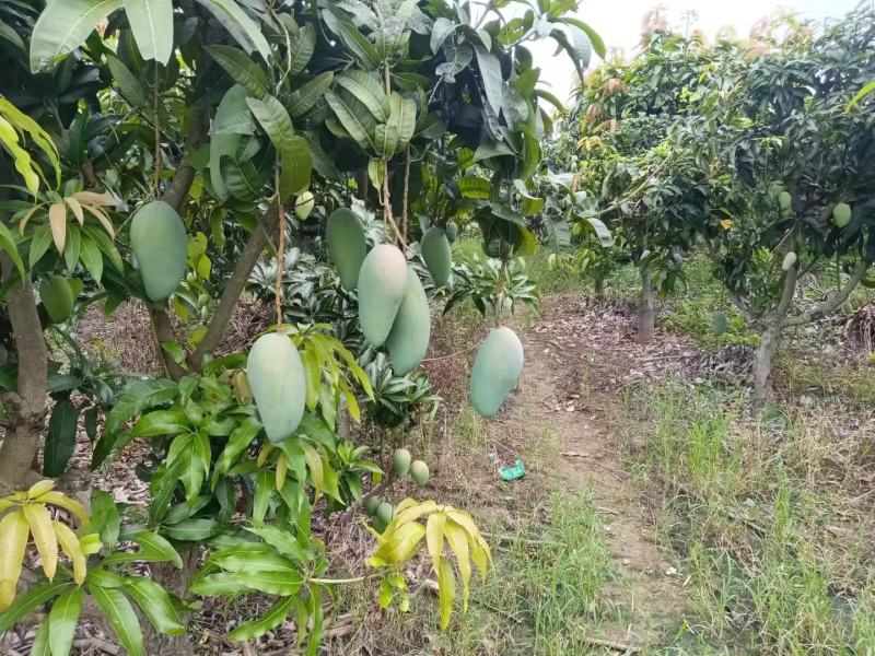 【包邮】金煌芒金煌芒小果价格实惠10斤装小果100元3件