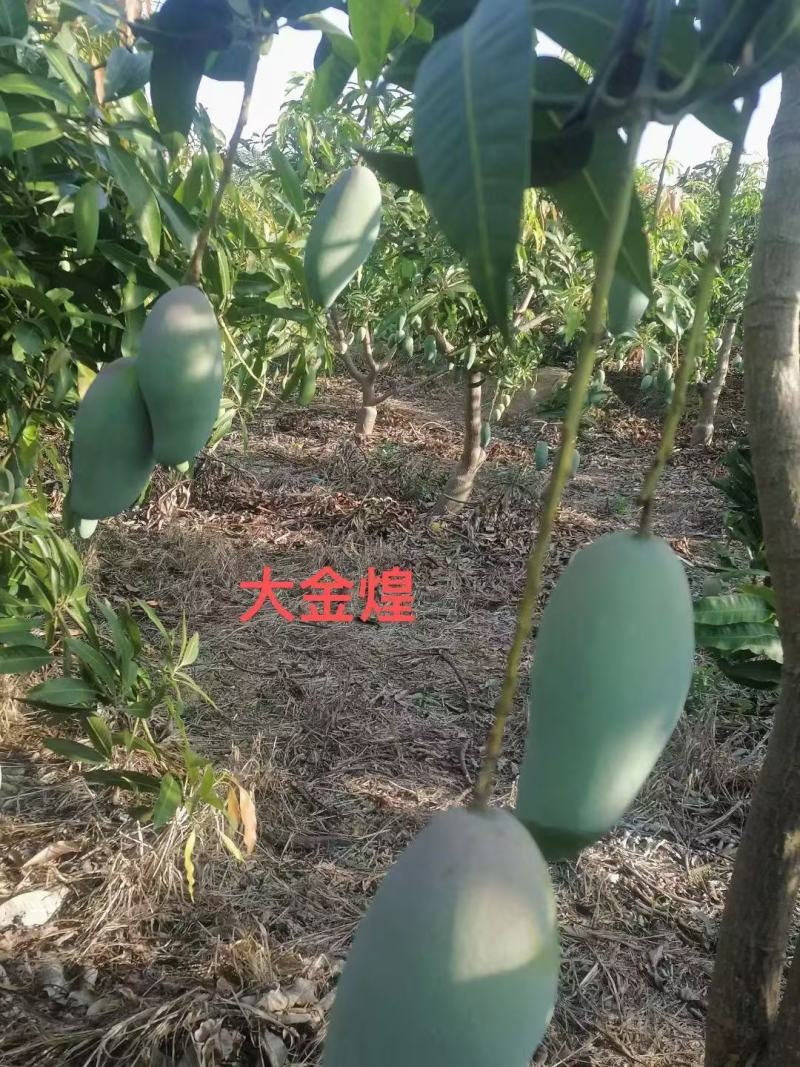 【包邮】金煌芒金煌芒小果价格实惠10斤装小果100元3件