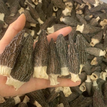 羊肚菌大量有货厂家直供价格美丽可电联详谈