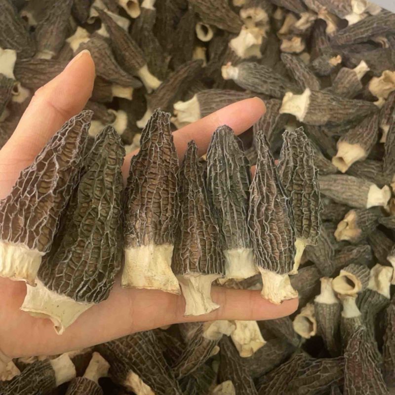 羊肚菌大量有货厂家直供价格美丽可电联详谈
