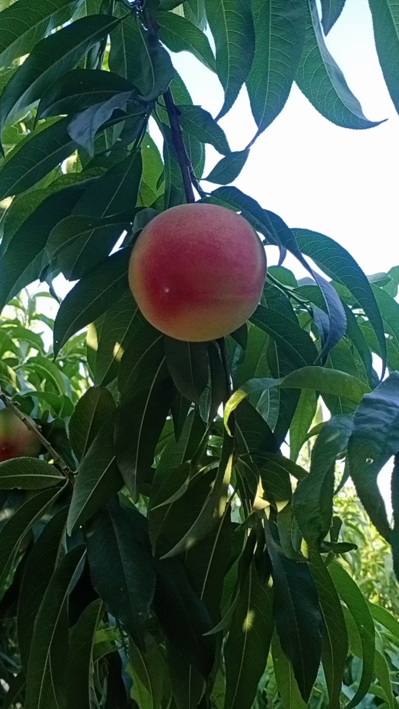 河北久保桃子毛桃油蟠桃子桃品种多规格齐全量大