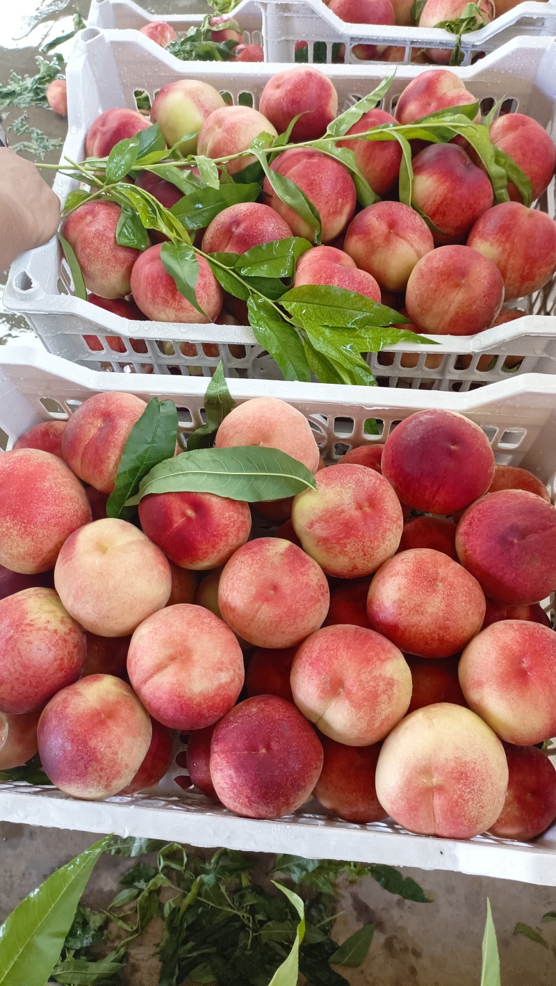 河北久保桃子毛桃油蟠桃子桃品种多规格齐全量大