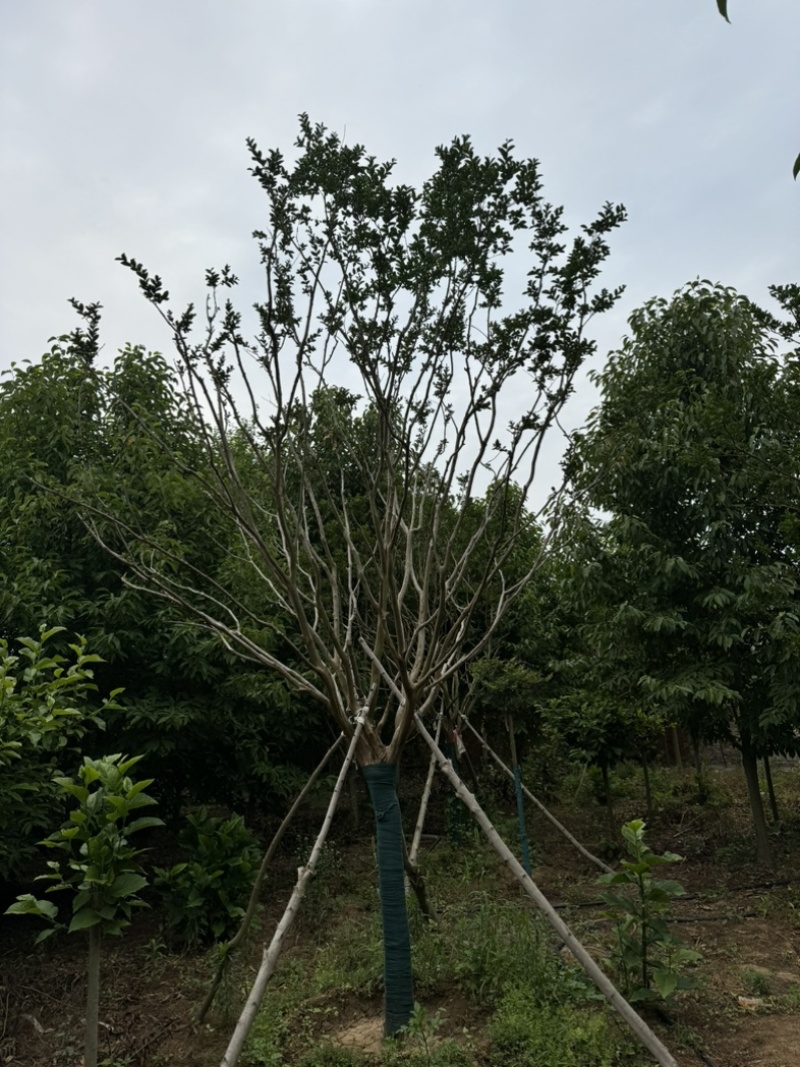 12公分川红紫薇