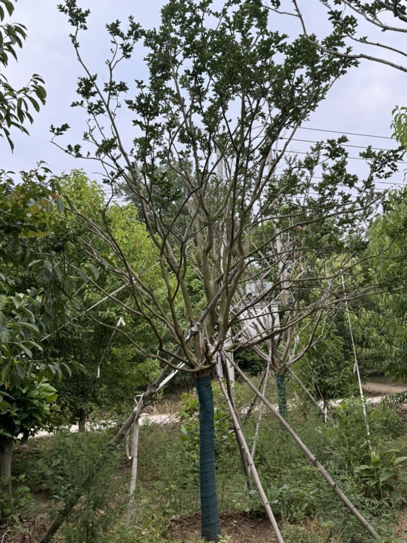 12公分川红紫薇