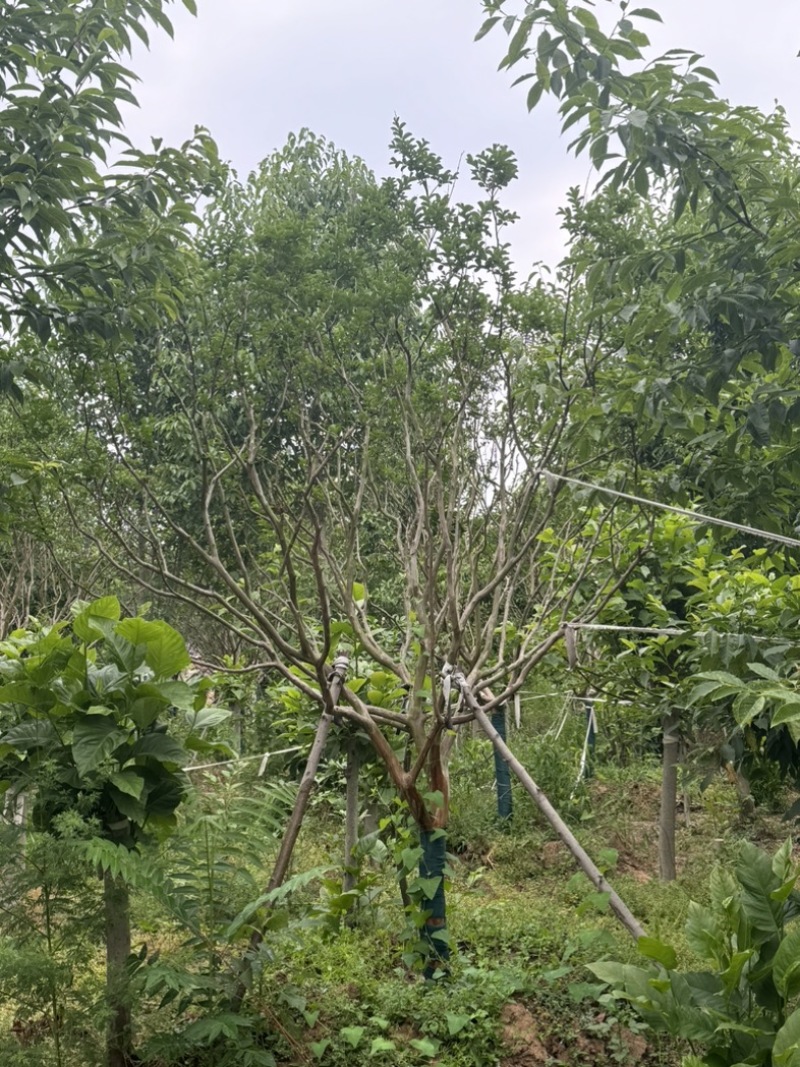 12公分川红紫薇