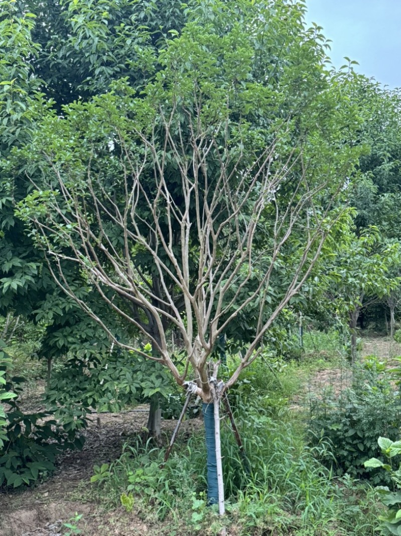 12公分川红紫薇
