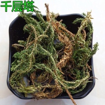 千层塔中药材千层塔蛇足虱子草毛青杠千层塔