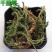 千层塔中药材千层塔蛇足虱子草毛青杠千层塔