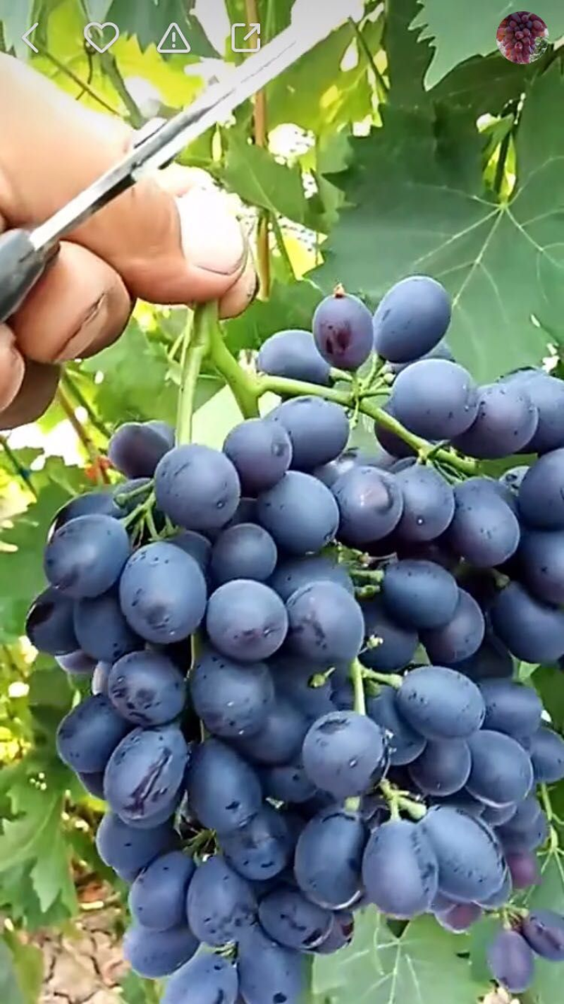 【精选】精品玫瑰香葡萄大量上市稳定供货量大从优