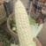 农科糯玉米