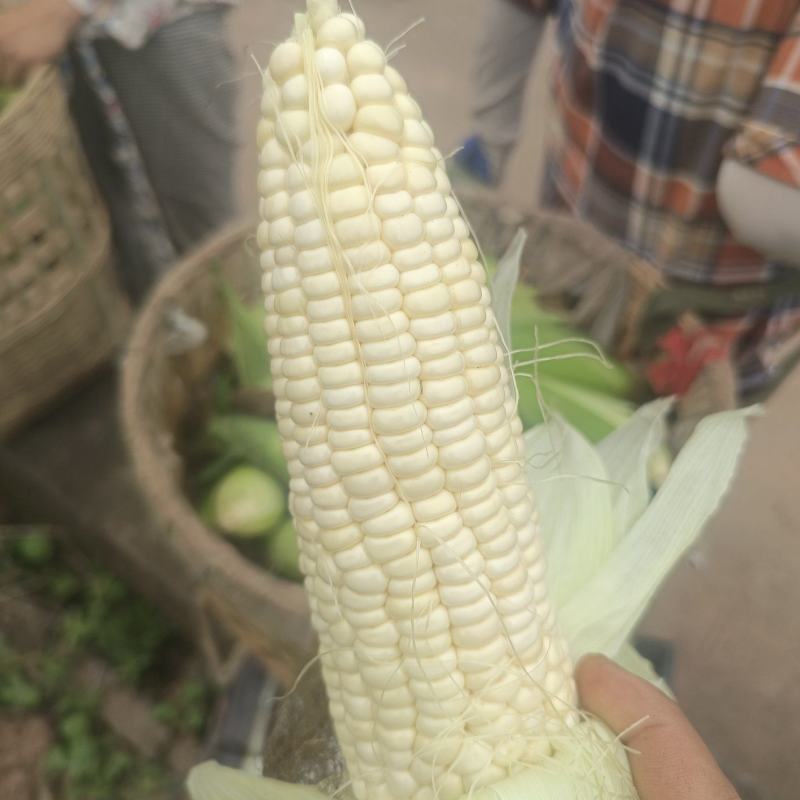 农科糯玉米