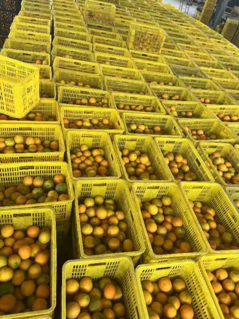精品夏橙大量上市品质保证量大从优一手货源欢迎联系