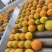 精品夏橙大量上市品质保证量大从优一手货源欢迎联系
