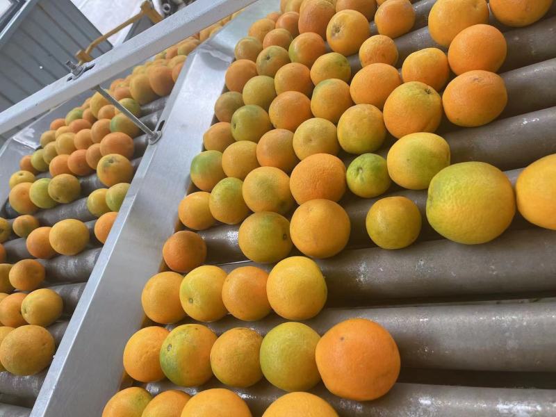 精品夏橙大量上市品质保证量大从优一手货源欢迎联系
