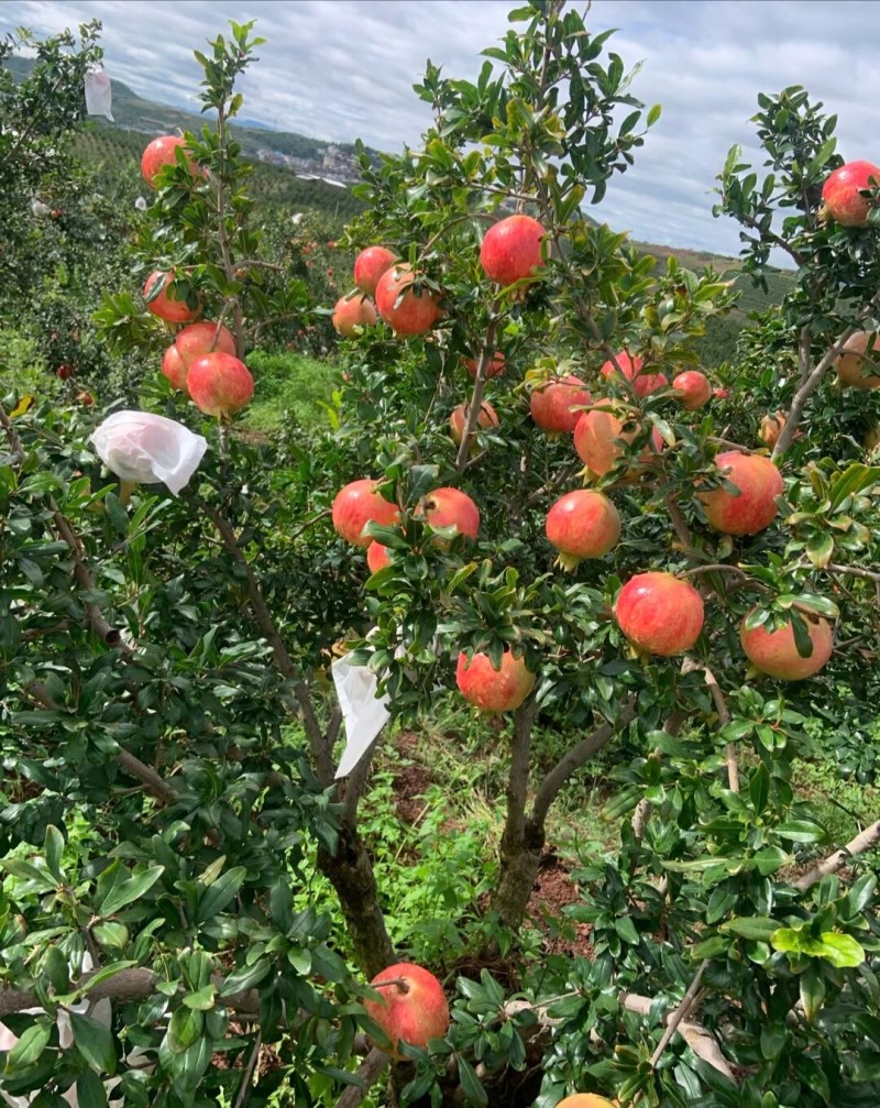 大田突尼斯软籽石榴