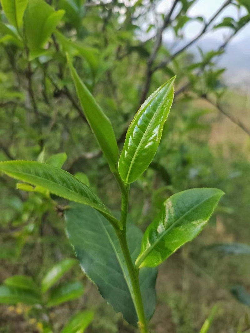 正宗普洱茶什么品种都有批发价挣点辛苦费就行