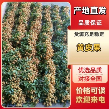 广西平南黄皮果，产地直发大量有货欢迎电话联系沟通洽谈合作