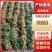 广西平南黄皮果，产地直发大量有货欢迎电话联系沟通洽谈合作