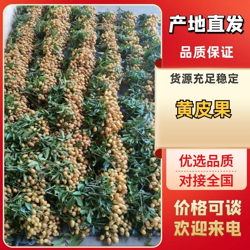 广西平南黄皮果，产地直发大量有货欢迎电话联系沟通洽谈合作