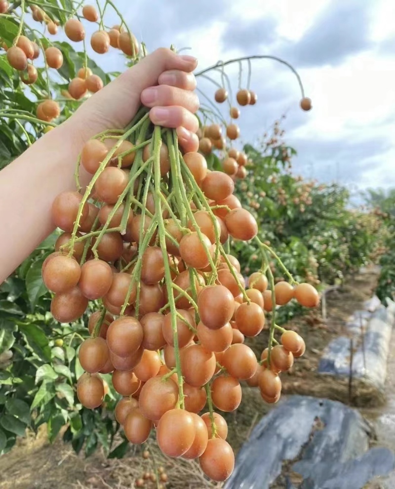 广西平南黄皮果，产地直发大量有货欢迎电话联系沟通洽谈合作