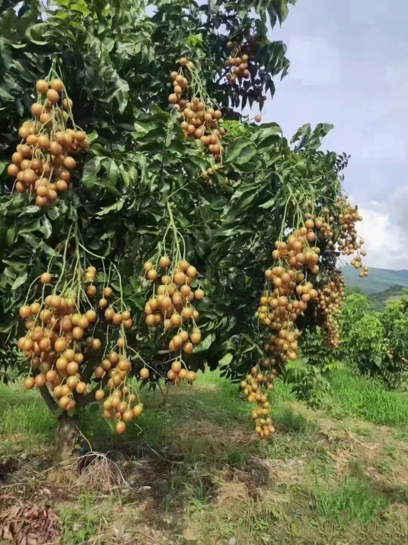 广西平南黄皮果，产地直发大量有货欢迎电话联系沟通洽谈合作