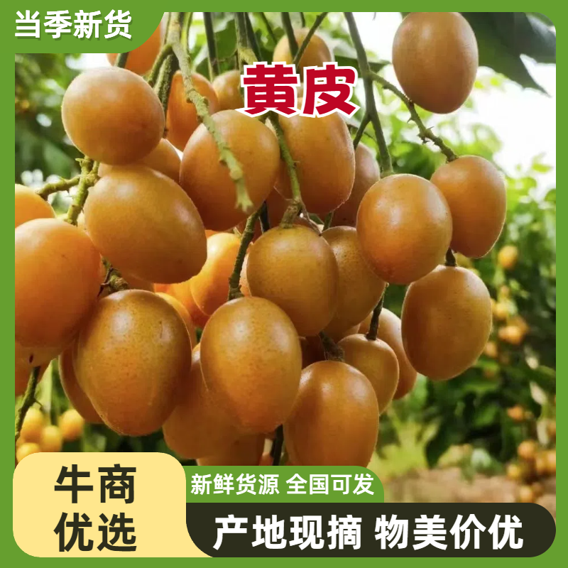 广西平南黄皮果，产地直发大量有货欢迎电话联系沟通洽谈合作