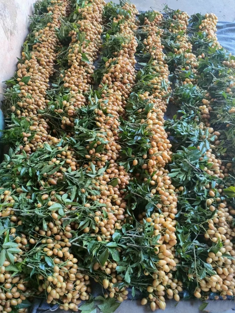 广西平南黄皮果，产地直发大量有货欢迎电话联系沟通洽谈合作