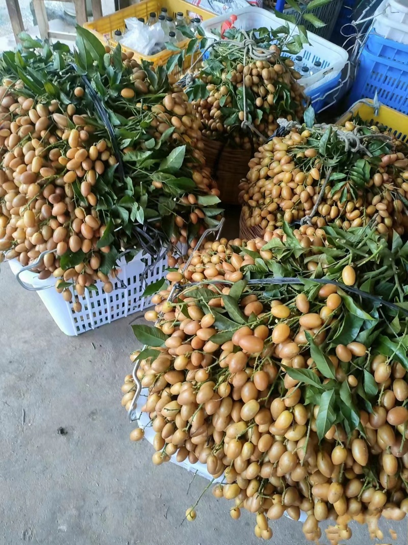 广西平南黄皮果，产地直发大量有货欢迎电话联系沟通洽谈合作