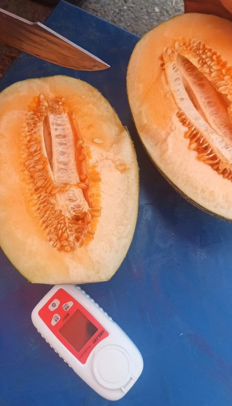 哈密瓜上市了