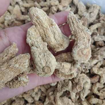 大别山野生鸡头精