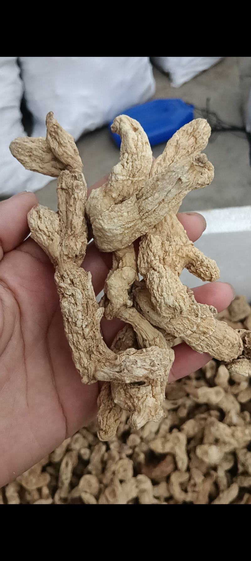 大别山野生鸡头精