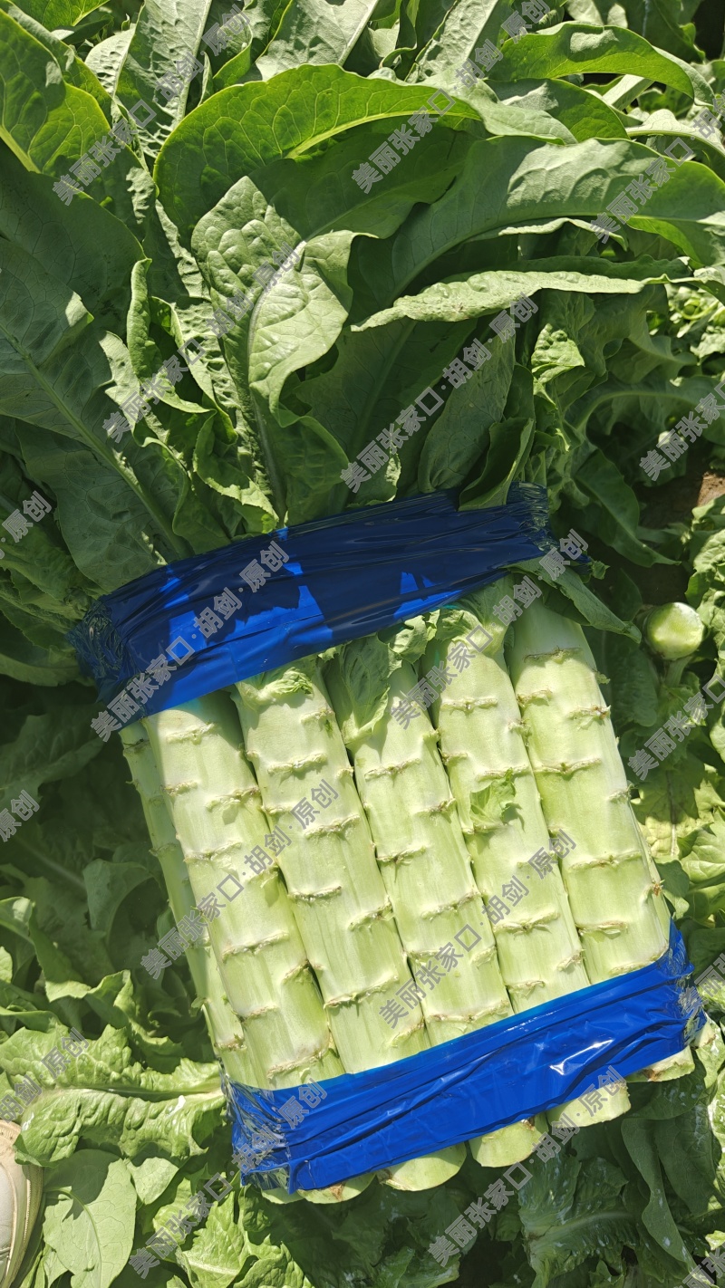 张北莴笋三青皮莴笋青皮尖叶莴笋里外绿莴笋