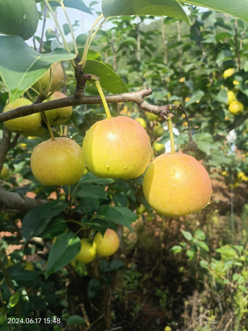 优质丁香梨大量上市