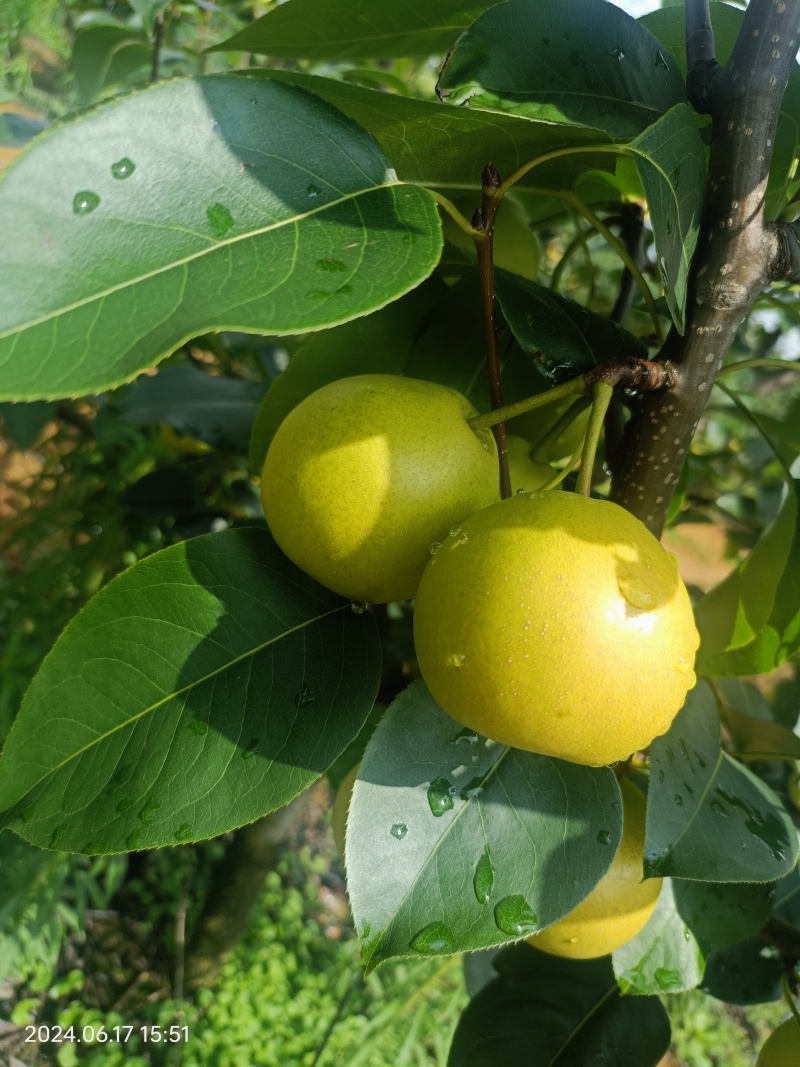 优质丁香梨大量上市