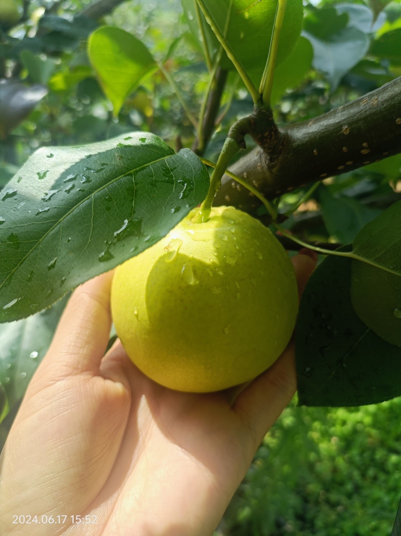 优质丁香梨大量上市