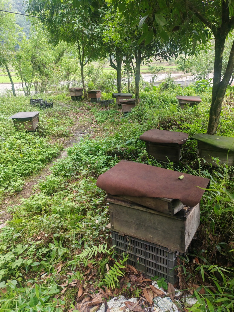 自养农村中蜂土蜂百花蜜