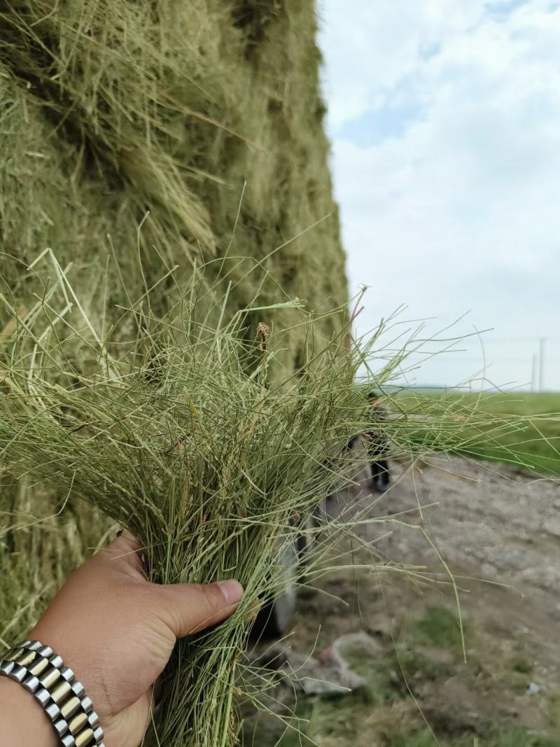 野生青干草，杂草，一手货源诚信经营。