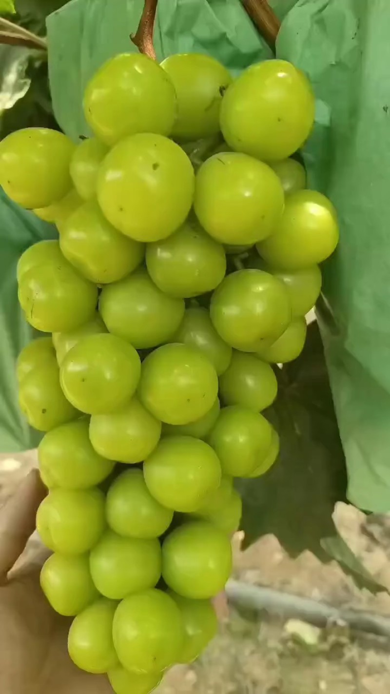 阳光玫瑰