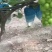阳光玫瑰