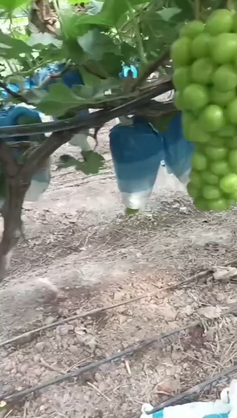 阳光玫瑰