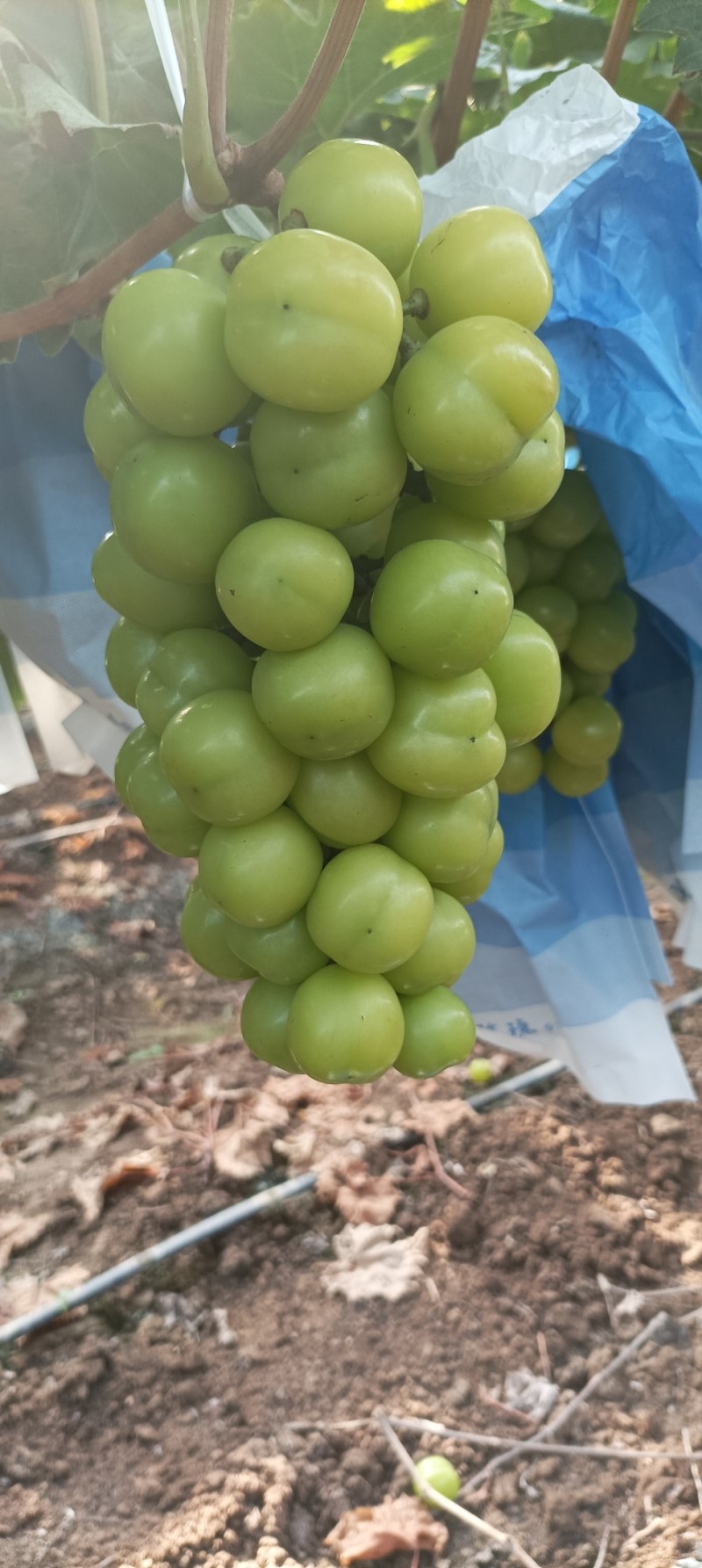 阳光玫瑰