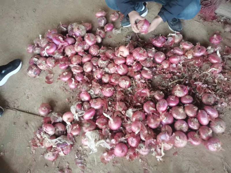 山东精品紫皮洋葱大量上市品质保证量大从优一手货源